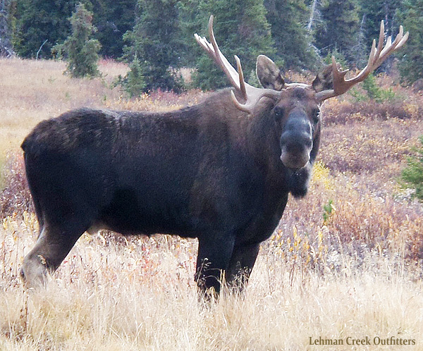 Moose
